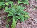 Shaggy Shield Fern / Dryopteris cycadina